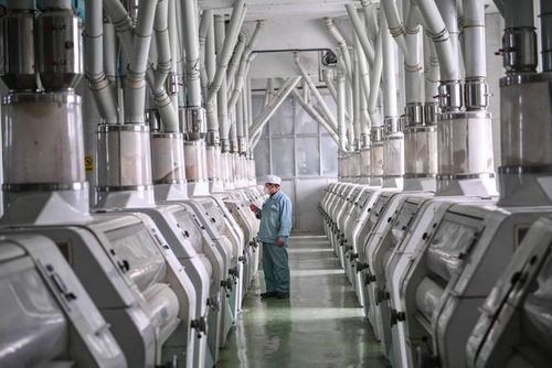 小麥精華糊粉層 濱州面粉廠以高科技開發學生專用粉